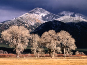 Winter cottonwoods, Taos