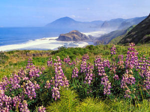 Southern Oregon Coastline