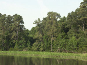 Jamestown Island