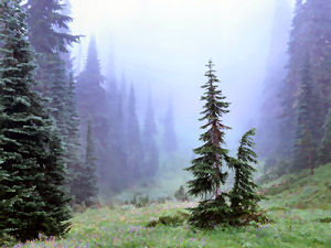 Fir trees and fog