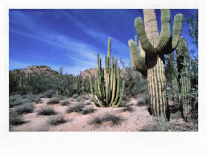 Sonoran Desert, Arizona