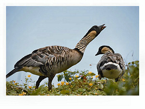 Nene, Hawaii's state bird