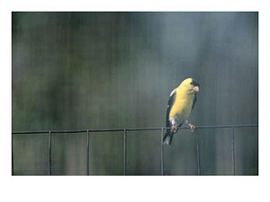 Eastern Goldfinch