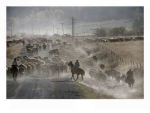 Cattle Roundup
