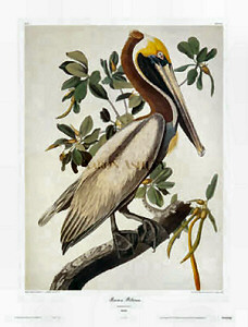 Brown Pelican by John James Audubon