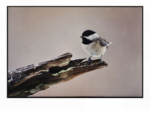 Black-capped Chickadee