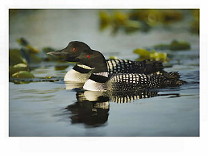 Common Loon, Minnesota State Bird