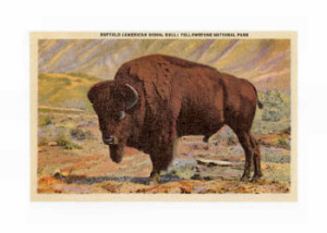 Bison, Yellowstone Park