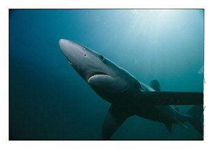 Blue Shark Off the Coast of Rhode Island