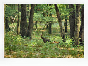 Wild Turkey Hen, Watoga State Park