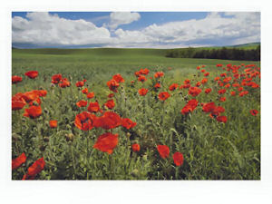 Poppies near Moscow, Idaho