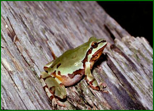 Arizona state Amphibian