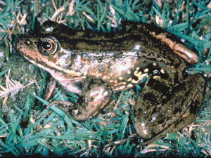 California state amphibian