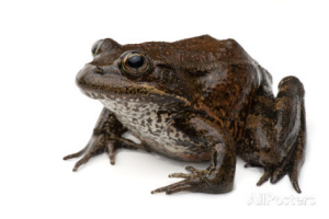 California state amphibian