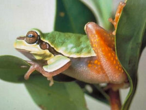 North Carolina state frog