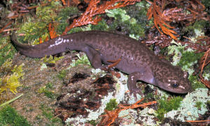 Idaho State Amphibian, Idaho Giant Salamander (Dicamptodon aterrimus