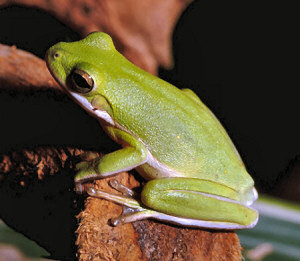 Louisiana state Amphibian