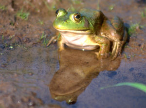 Missouri State Amphibian, North American Bullfrog (Rana catesbeiana