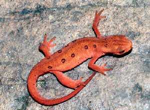 New Hampshire State Amphibian, Spotted Newt (Notophthalmus viridescens