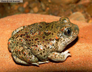New Mexico state amphibian