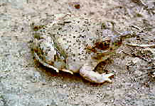 New Mexico state amphibian