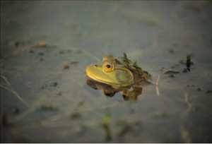 Oklahoma state Amphibian