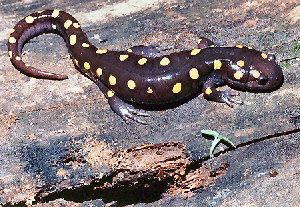 South Carolina state Amphibian