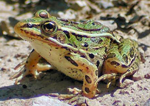 Vermont state Amphibian