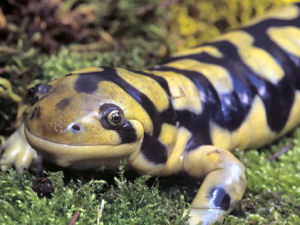 Colorado state amphibian