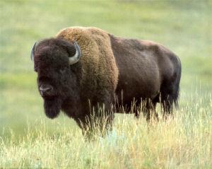 Kansas State Animal, American Buffalo (Bison americanus), from 