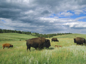 Texas state bison herd