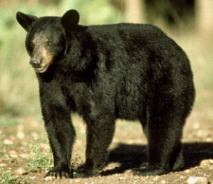 West Virginia State Animal, Black Bear (Ursus americanus), from 