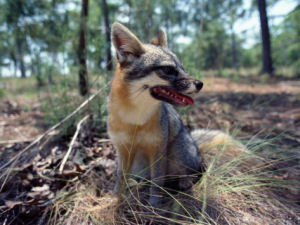 Delaware state wildlife animal