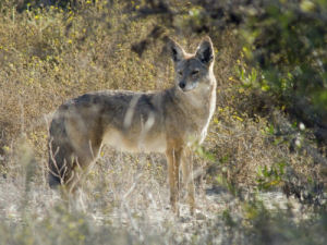 South Dakota state animal