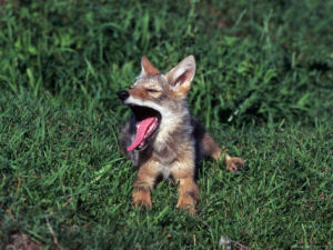 South Dakota state animal