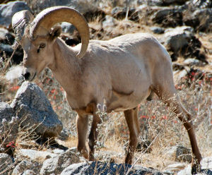 Nevada state animal