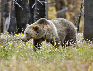 Montana State Animal, Grizzly Bear (Ursus arctos horribilis), from  