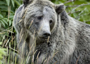 Grizzly bear