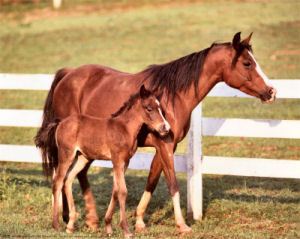 New Jersey state animal