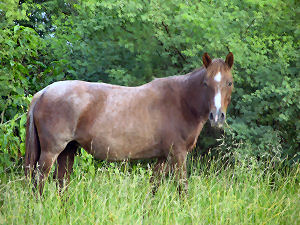 New Jersey state animal