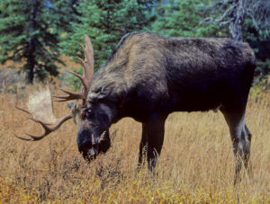 Maine state animal