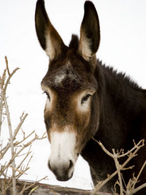 Missouri State Animal, Missouri Mule (Equus caballus x Equus asinus), from  