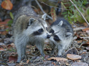 Tennessee state wild animal