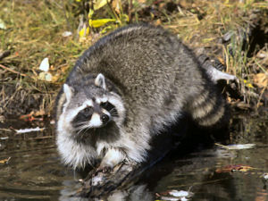 Tennessee state wild animal