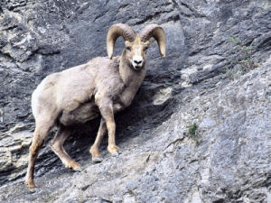 Colorado state animal