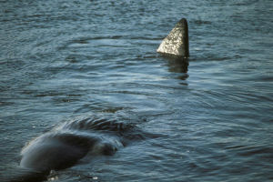 Connecticut state animal