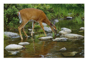 Pennsylvania state animal