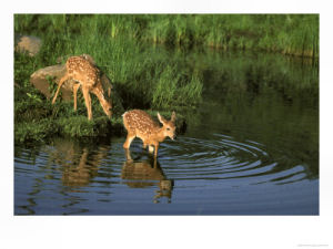 Pennsylvania state animal