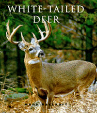 White-Tailed Deer