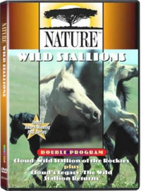 Wild Stallions